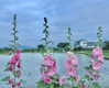 ochya0 Altpins Profile Picture