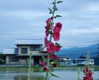 ochya0 Altpins Profile Picture