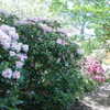 ochya0 Altpins Profile Picture