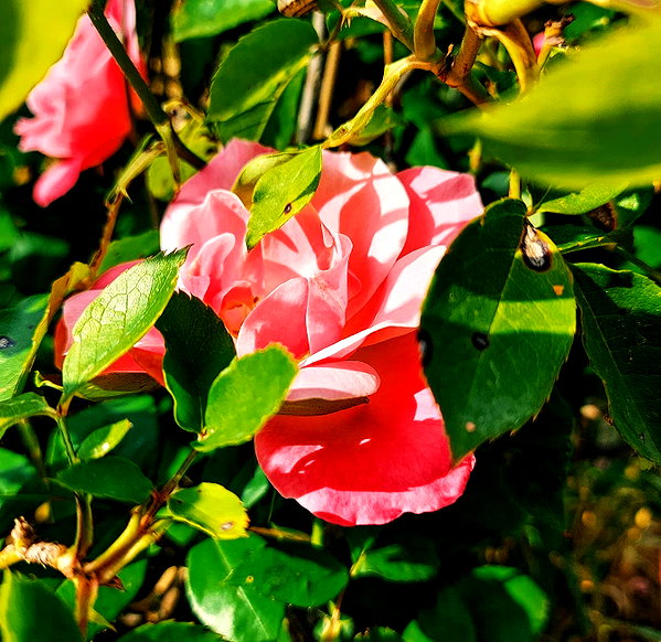 od3liya instagram image archive image