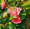 od3liya Altpins Profile Picture