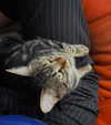 ogphos Altpins Profile Picture