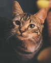 ogphos Altpins Profile Picture