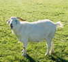 ogphos Altpins Profile Picture
