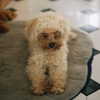ogphos Altpins Profile Picture