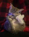 olivialiiias Altpins Profile Picture