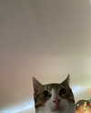 olivialiiias Altpins Profile Picture