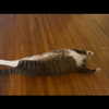 olivialiiias Altpins Profile Picture