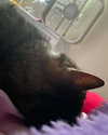 olivialiiias Altpins Profile Picture