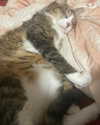 olivialiiias Altpins Profile Picture