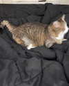 olivialiiias Altpins Profile Picture