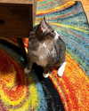 olivialiiias Altpins Profile Picture