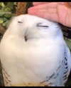 olivialiiias Altpins Profile Picture