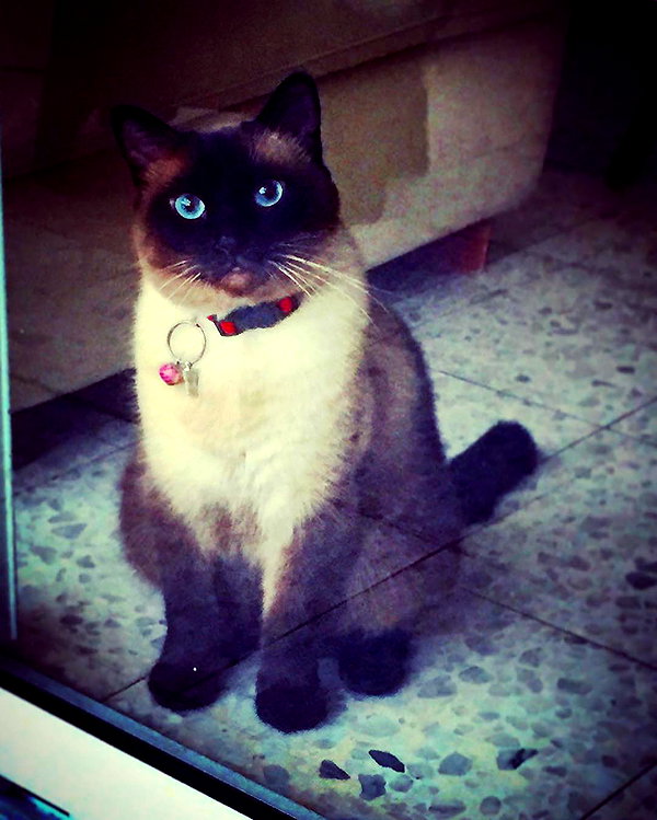 omer._shalom instagram image archive image