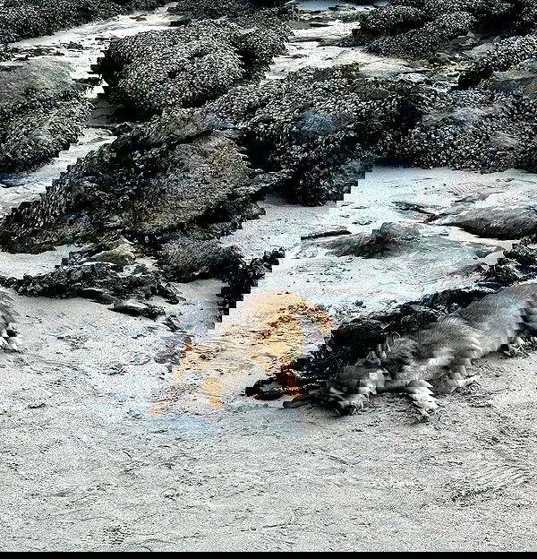 oqr0_ oqr0_ archive image