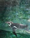 orcoheen Altpins Profile Picture