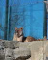 orcoheen Altpins Profile Picture