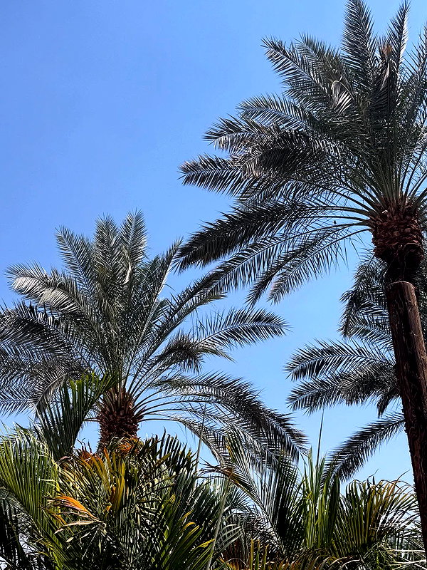 orcoheen instagram image archive image