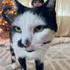 oxxmilks Altpins Profile Picture