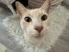 oxxmilks Altpins Profile Picture