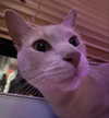 oxxmilks Altpins Profile Picture