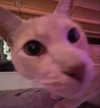 oxxmilks Altpins Profile Picture