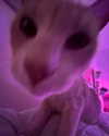 oxxmilks Altpins Profile Picture