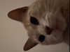 oxxmilks Altpins Profile Picture