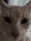 oxxmilks Altpins Profile Picture
