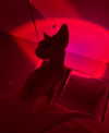 pamibaby Altpins Profile Picture