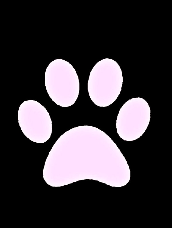 pawcalii instagram image archive image