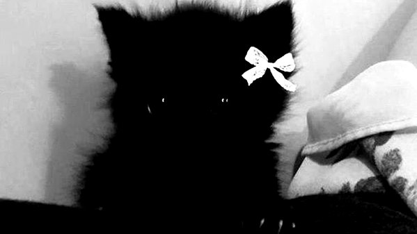pawcalii instagram image archive image