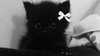 pawcalii Altpins Profile Picture