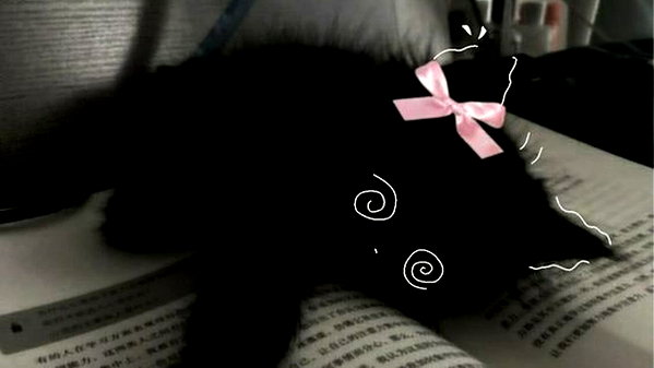 pawcalii instagram image archive image