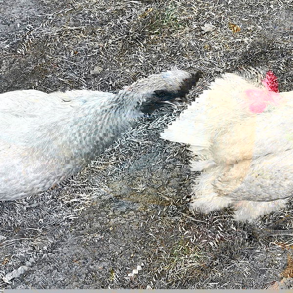 peacake6 image ~ Altpins