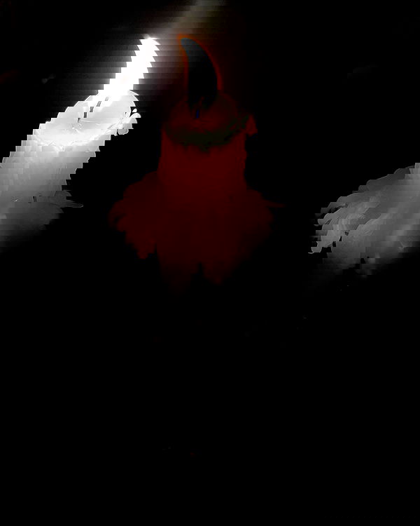 peacake6 image ~ Altpins