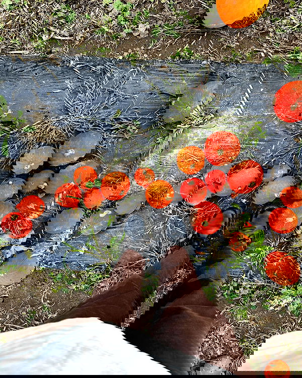 peacake6 image ~ Altpins