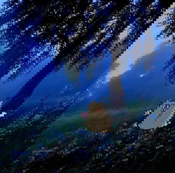 pimpdaddyextreme pimpdaddyextreme archive image