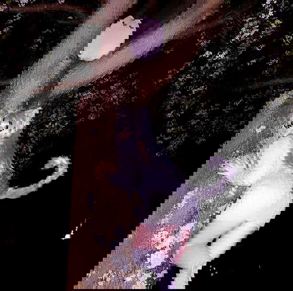 pimpdaddyextreme pimpdaddyextreme archive image