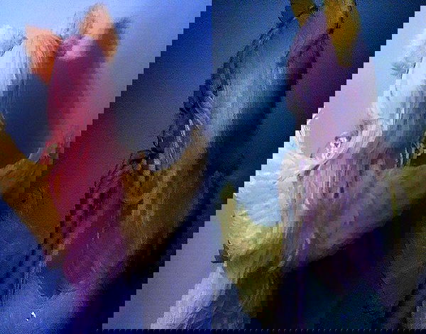 pimpdaddyextreme pimpdaddyextreme archive image