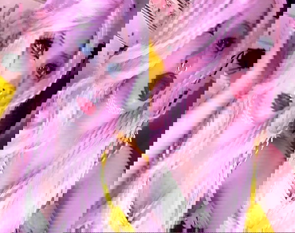 pimpdaddyextreme pimpdaddyextreme archive image