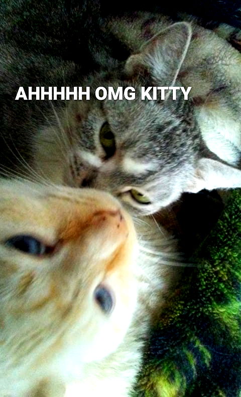 pinchchicken pinchchicken archive image