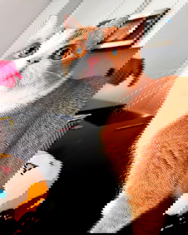 pinkchyuwu pinkchyuwu archive image