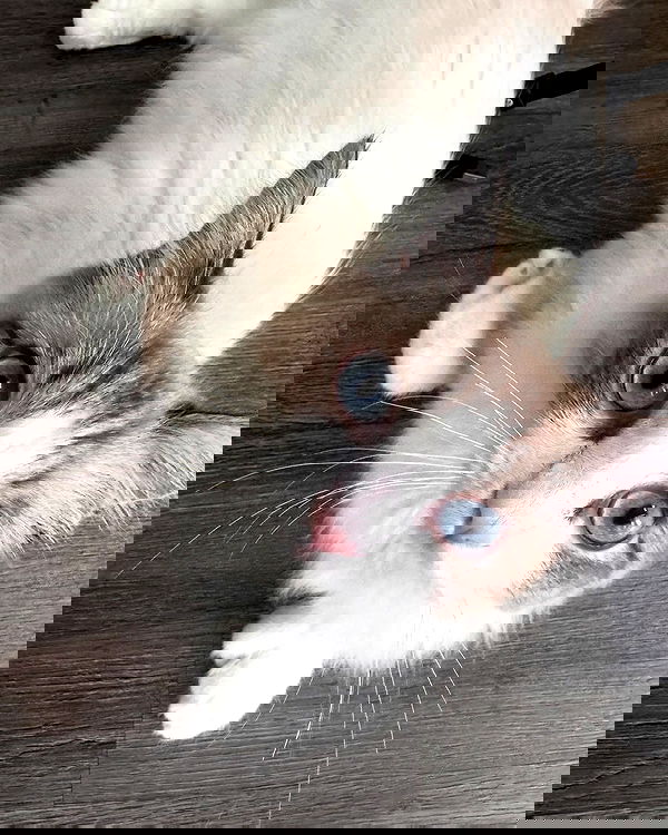 pinkchyuwu pinkchyuwu archive image