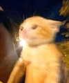 piper.foxx Altpins Profile Picture