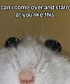 piper.foxx Altpins Profile Picture