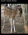 piper.foxx Altpins Profile Picture