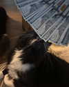 piper.foxx Altpins Profile Picture