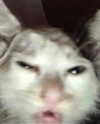 piper.foxx Altpins Profile Picture