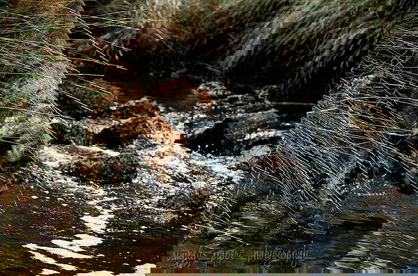 piper.jaylen piper.jaylen archive image